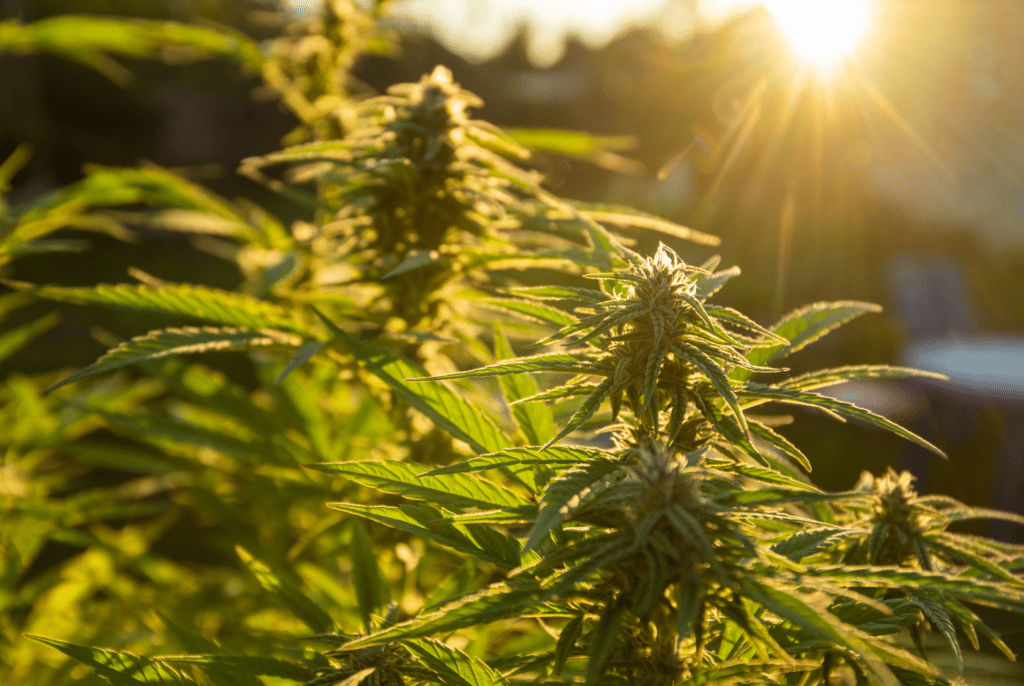 Bannery-blog-2240-×-1500-px-91-1024x686 (1)